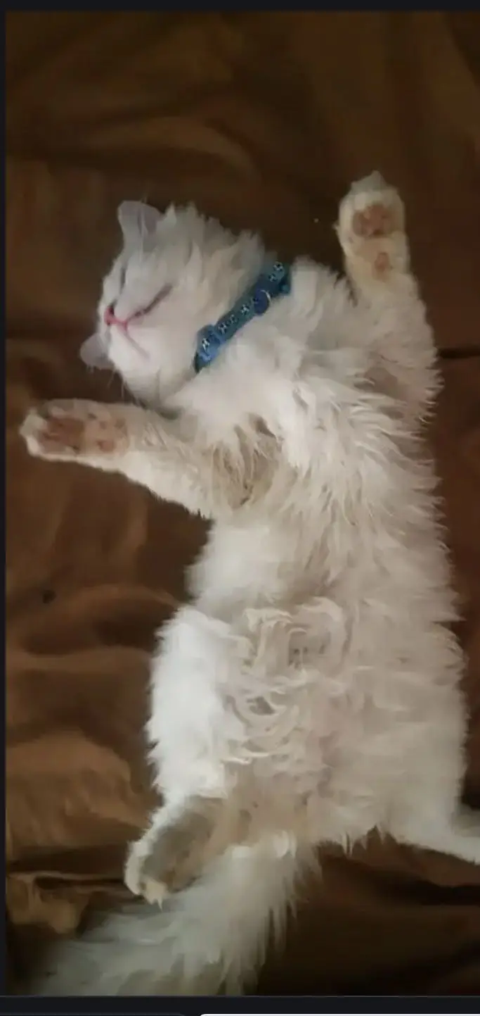 Persian cat male — photo 5