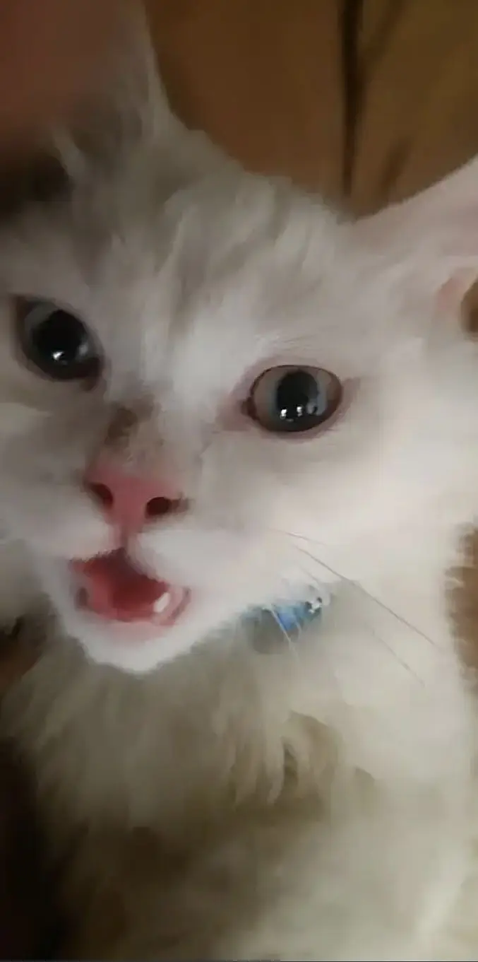 Persian cat male — photo 6