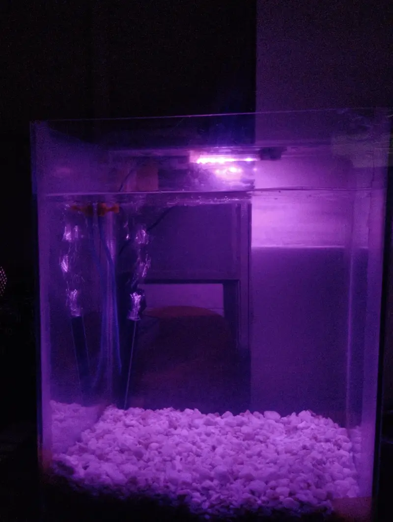 Fish Aquarium