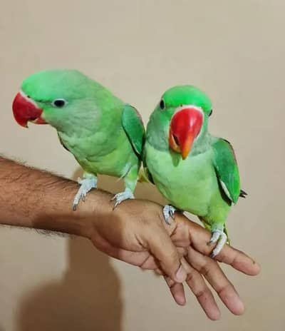 Kashmiri Raw Chicks Pair Male Female