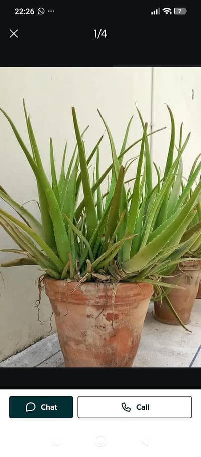elovera fresh. big saiz MN plant