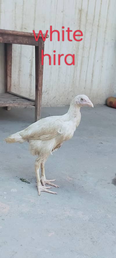 very good health