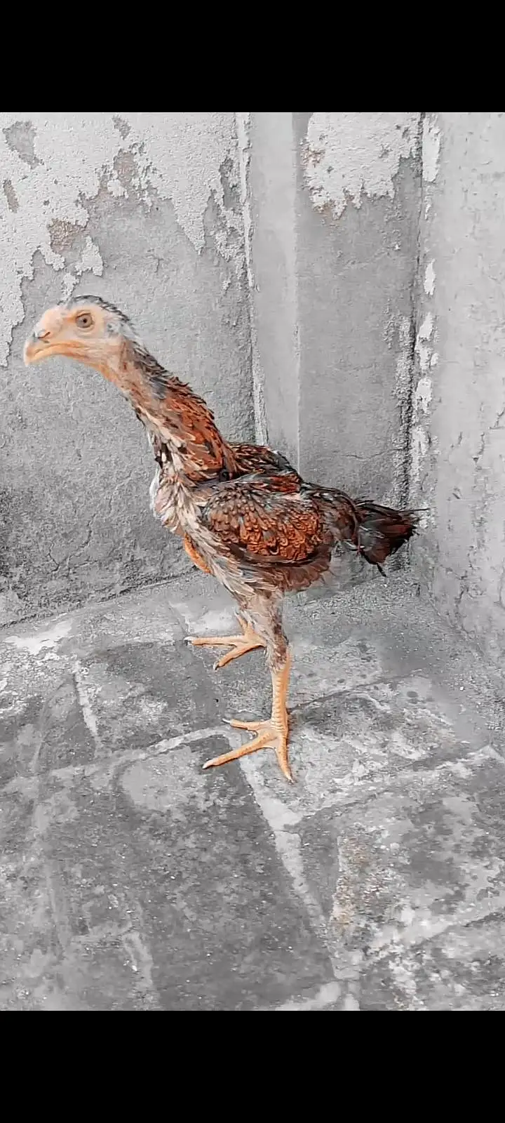 Aseel Female