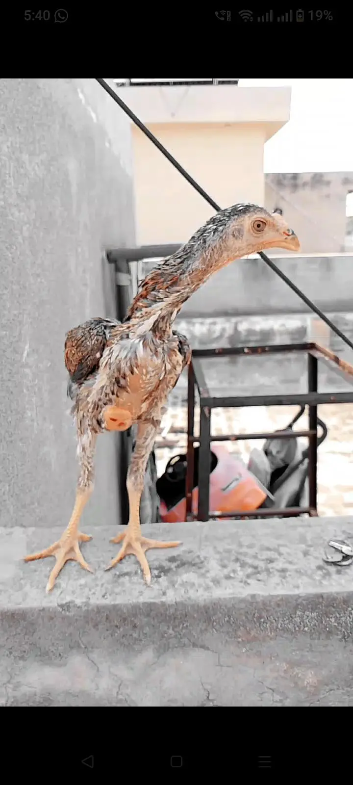 Aseel Female — photo 2