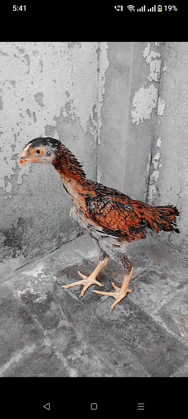 Aseel Female — photo 3
