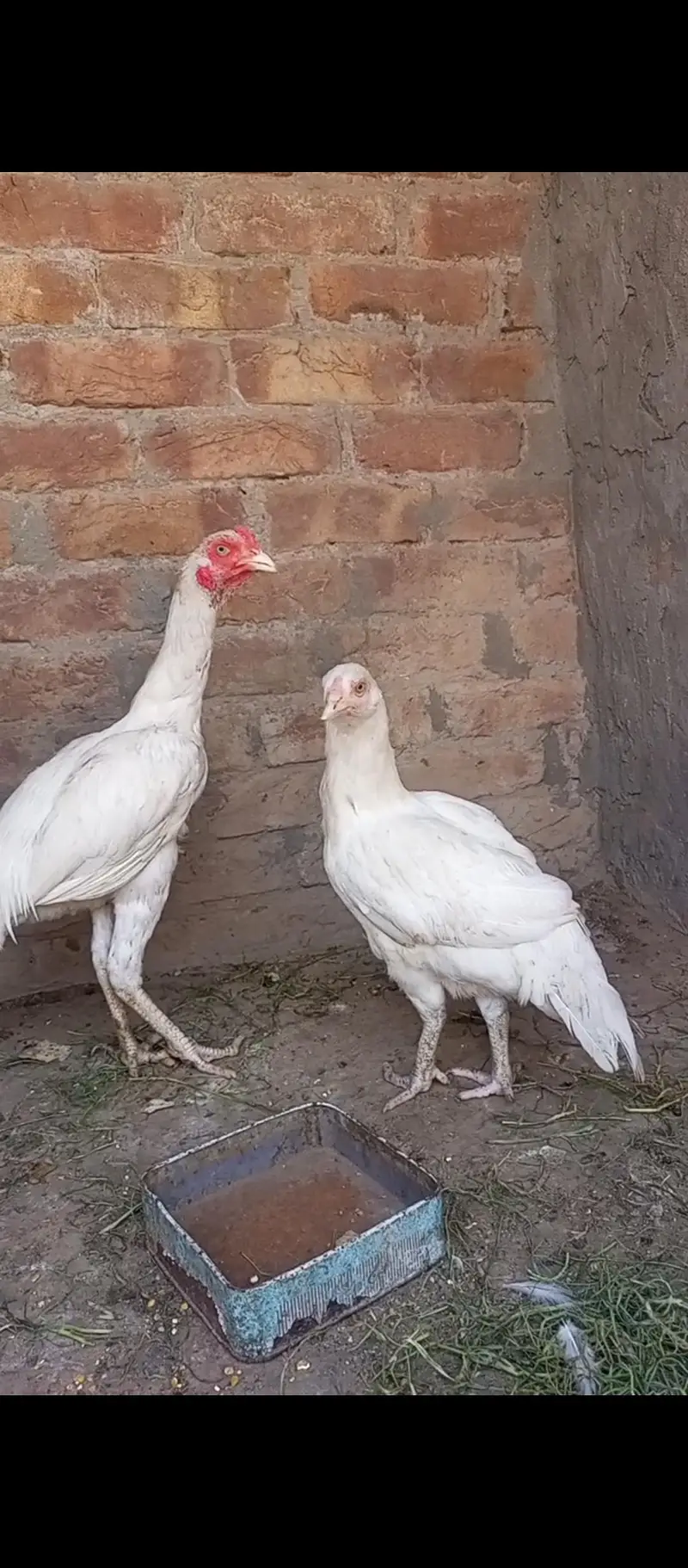 Aseel Shapar Pair