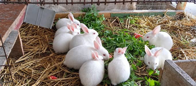 Rabbits (Male & Female)