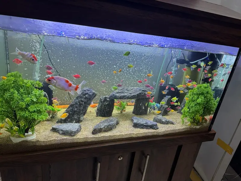 Aquarium Fishes