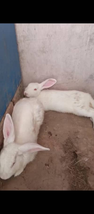 white red eyes Rabbit For sell