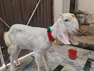 Female Goat For Sale in Peshawar