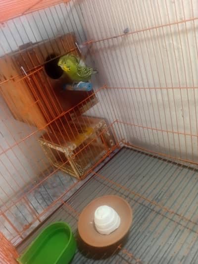 Hogoromo double flower pair for sale adult pair