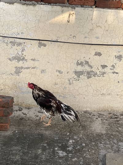 Aseel murga murgi ye Jali sath hai uper wali