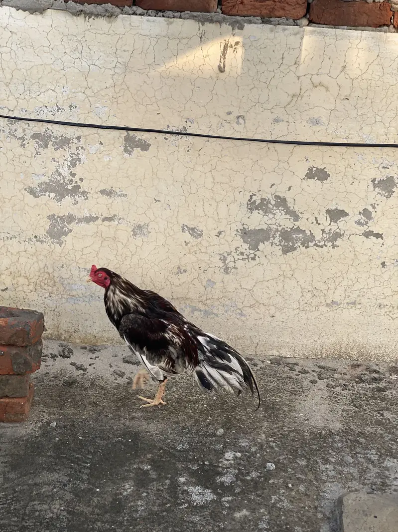 Aseel murga murgi ye Jali sath hai uper wali