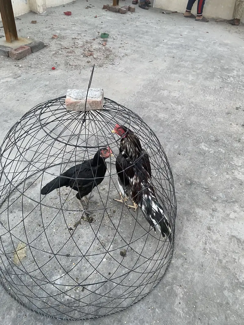 Aseel murga murgi ye Jali sath hai uper wali — photo 6