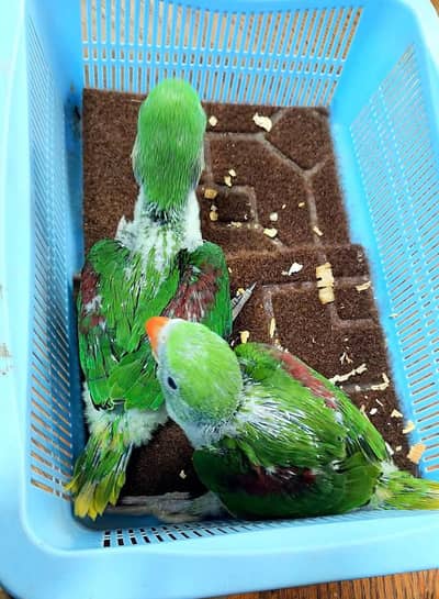 Kashmiri Raw Chicks Pair Active Healthy