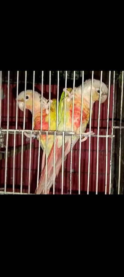 pienaple canure breeder