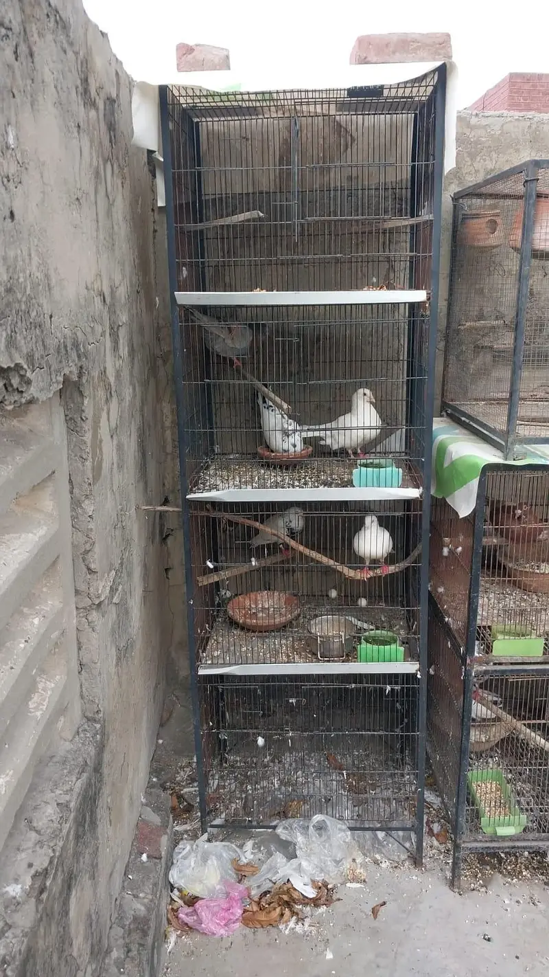 cages sale urgent