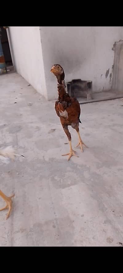 FOR sale BUREWALA