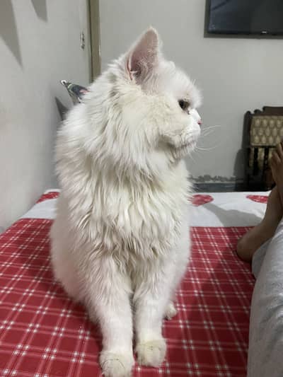 Persian cat for sale