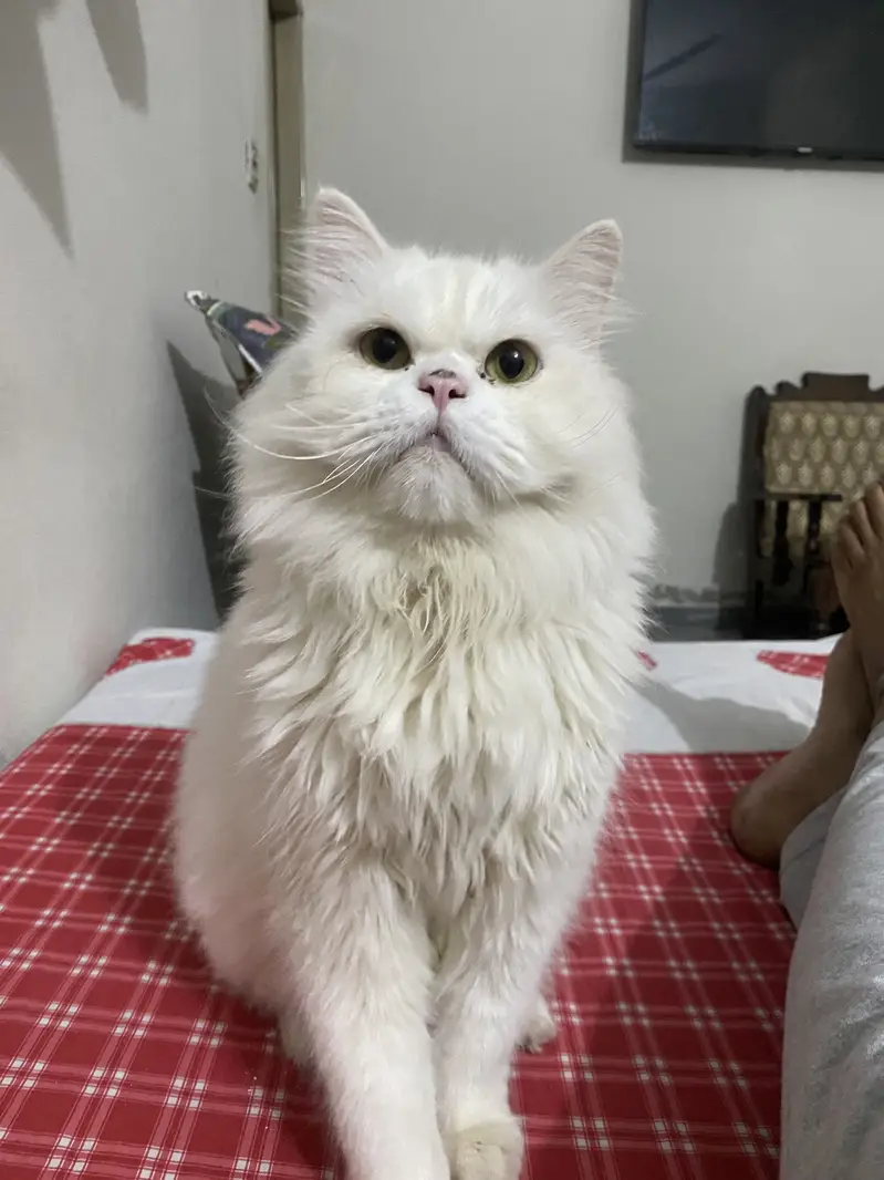 Persian cat for sale — photo 2