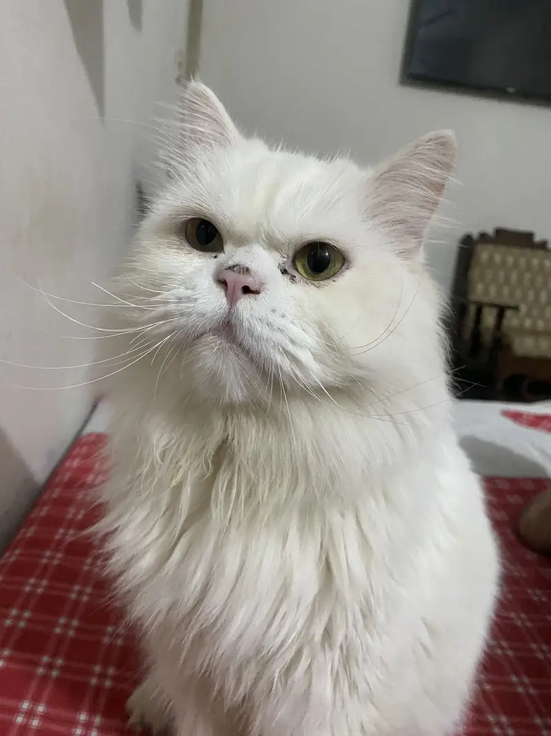 Persian cat for sale — photo 3