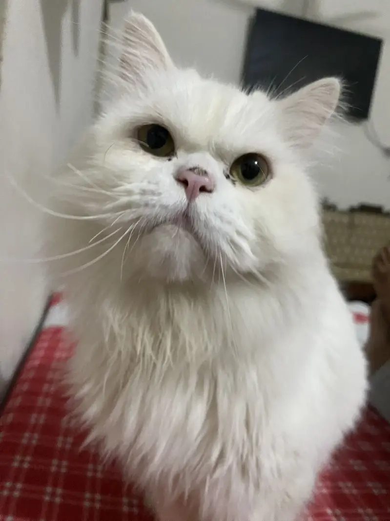 Persian cat for sale — photo 4