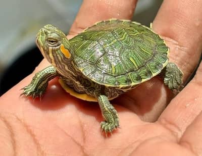 Turtle