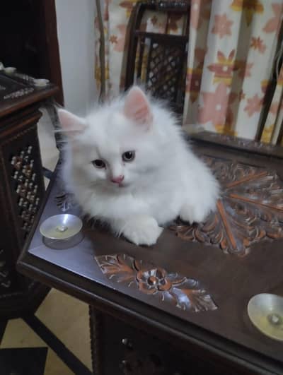 2 month male kitten tripple coated