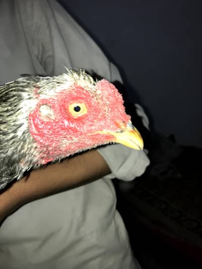 Aseel Murga for sale