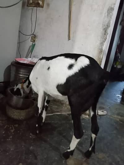 desi betal