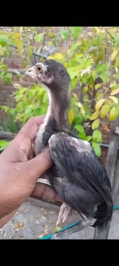 Aseel lasani chicks