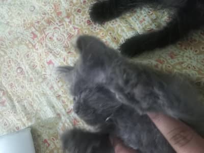 triple coated fur Female persian kittens