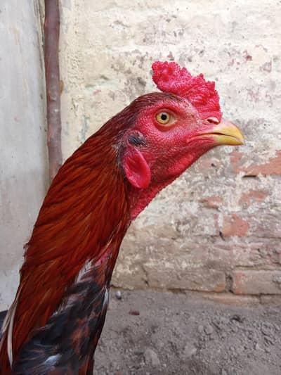 chauras nali yellow eyes Lal Dore wali yellow chonch