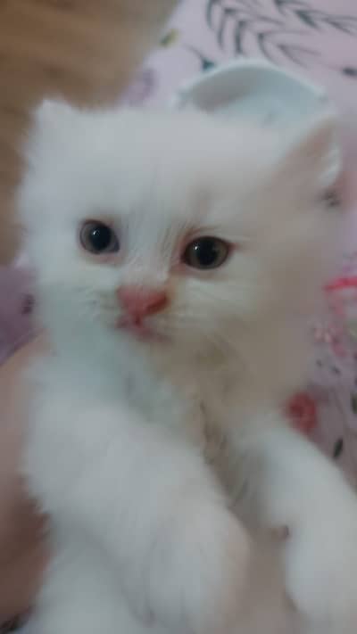 Ghar ki cats hain full fur walii  only whatsapp