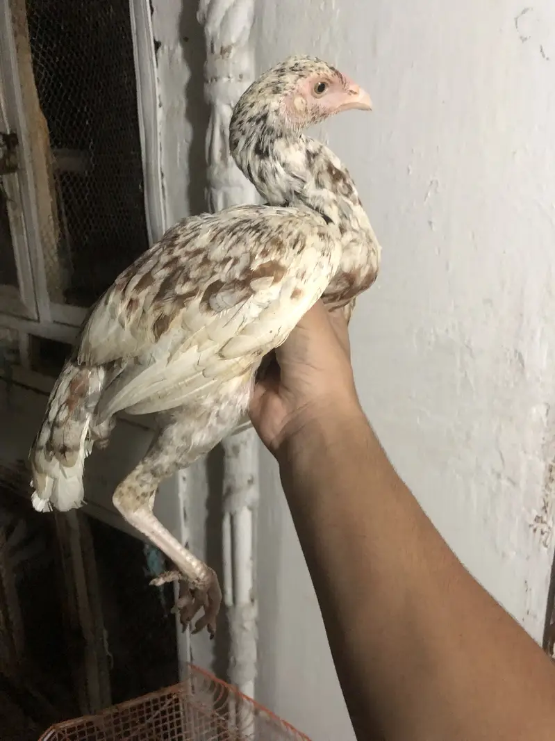 White colour heeri murgi price kam ho ja ge — photo 2