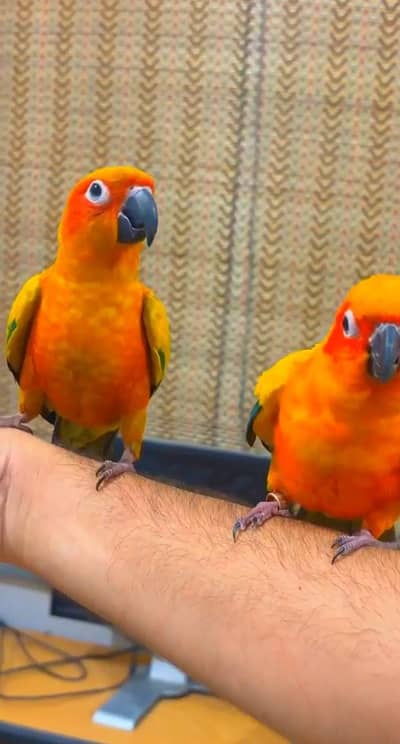hantim sun cinnaur beautiful parrot jisne bhi phone karna hai mobile p