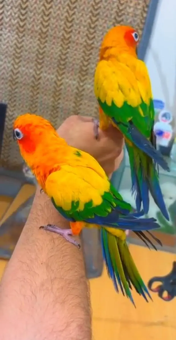 hantim sun cinnaur beautiful parrot jisne bhi phone karna hai mobile p — photo 2