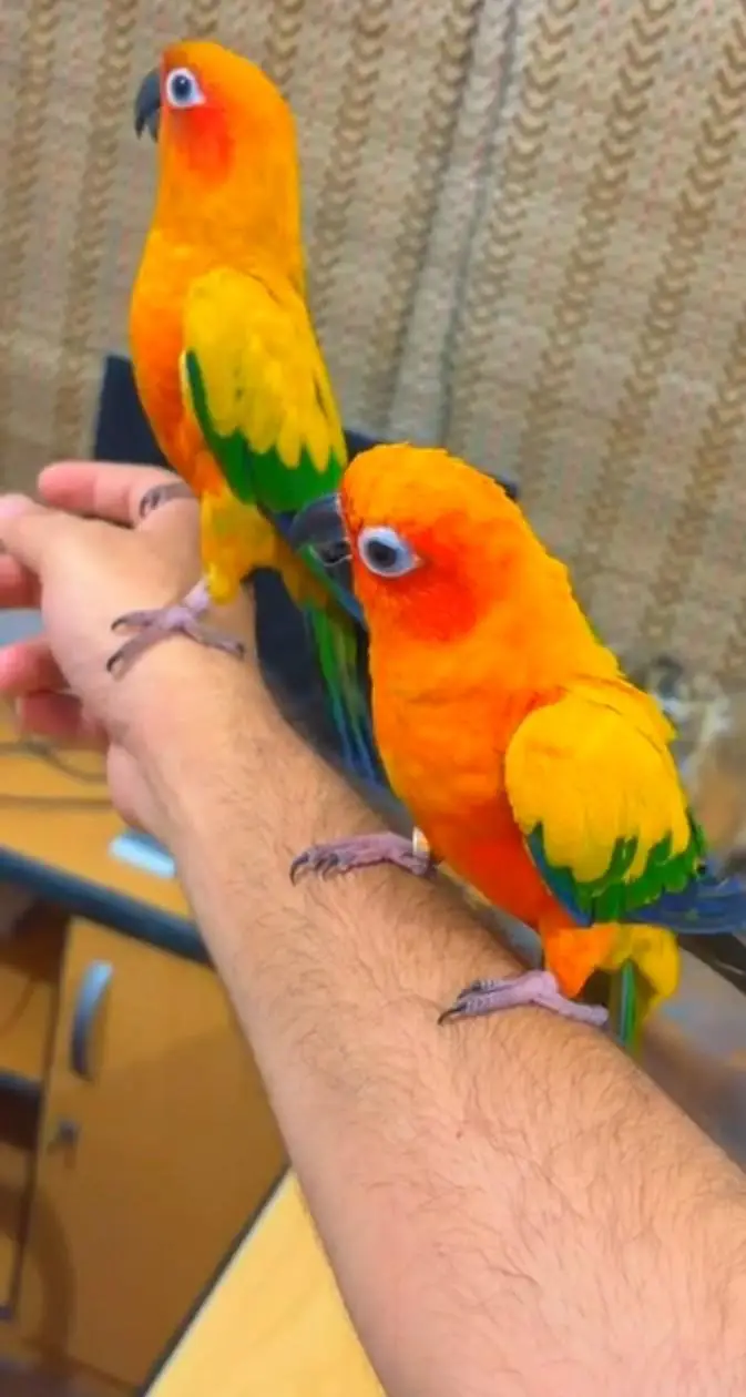 hantim sun cinnaur beautiful parrot jisne bhi phone karna hai mobile p — photo 3