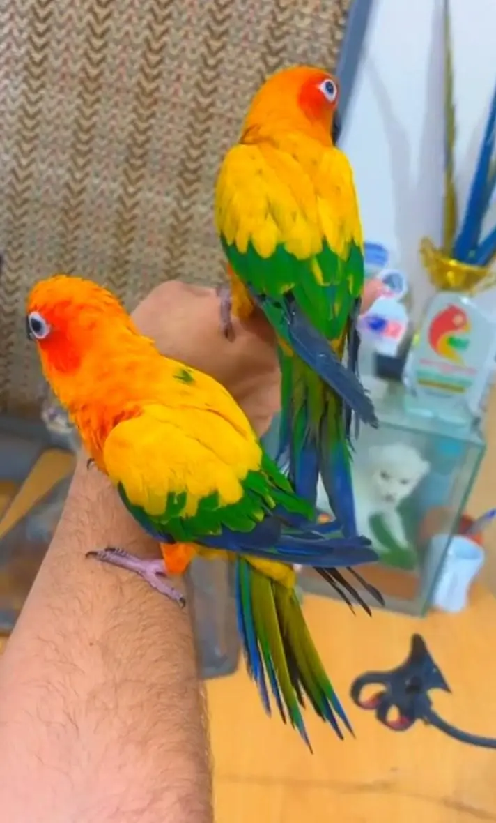 hantim sun cinnaur beautiful parrot jisne bhi phone karna hai mobile p — photo 4