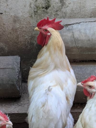 White buff male
