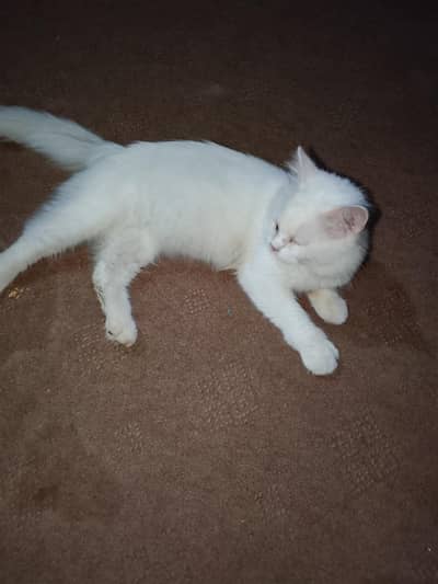 Beautiful Snow White Long Hair Persian Cat  For Sale