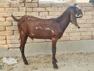 Laal Bakra for sale  | Desi Bakra | age 6,7 urgent sale only 40k