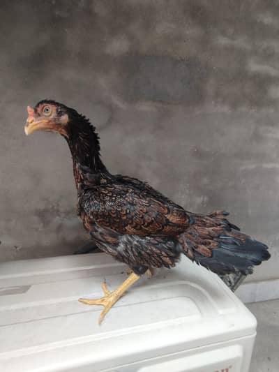 Aseel Hen