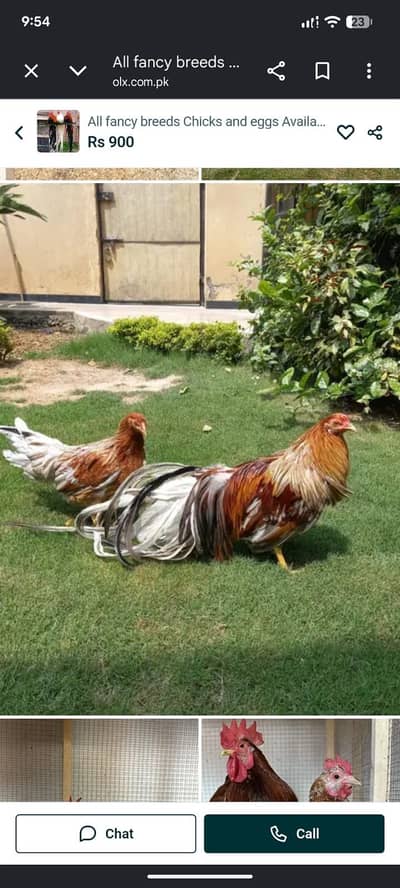 Fancy Top Quality 50+ breeds eggs and chicks available