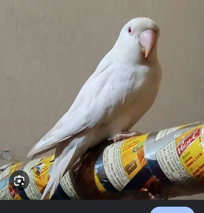 Albino red eye female