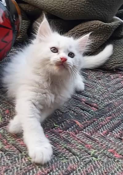 Persian doll face kitten