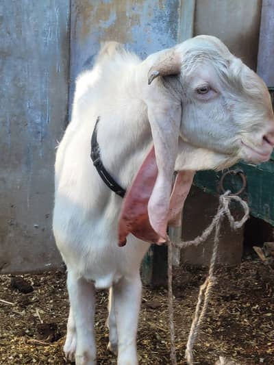 gulabi breeder for sale