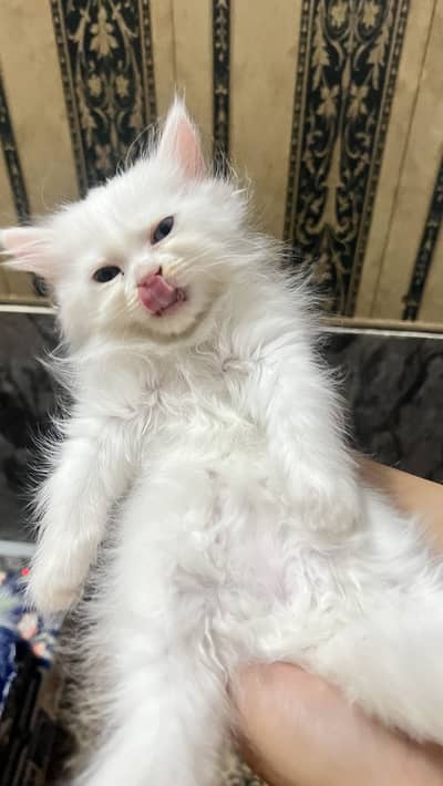 Triple coated Odd eyes Persian kitten for sale
