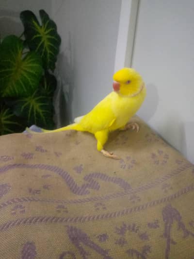 Toking male for sale