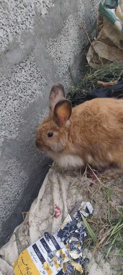angora breeder rabbit